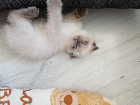 Minnak pofuduk scottish fold bluepoint bebeğimiz