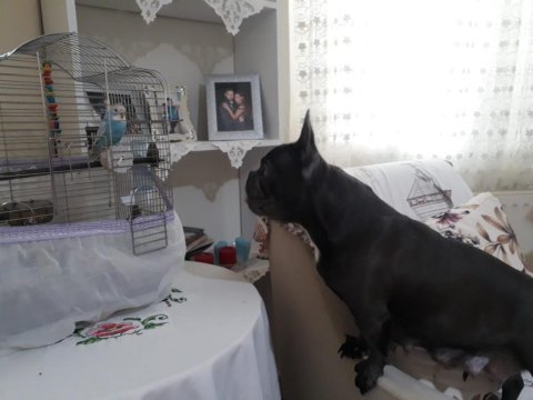 Blue and tan french bulldog