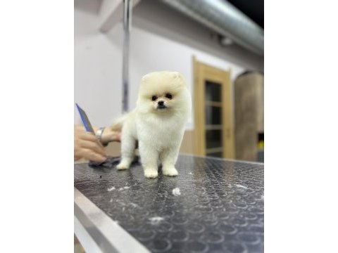 Safkan garantili pomeranian yavrular