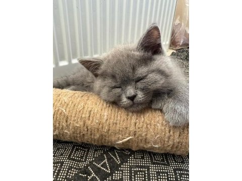 British shorthair bebeklerimize yeni yuva arıyoruz