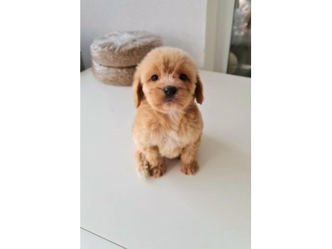 Poodle ayarında maltipoo baby