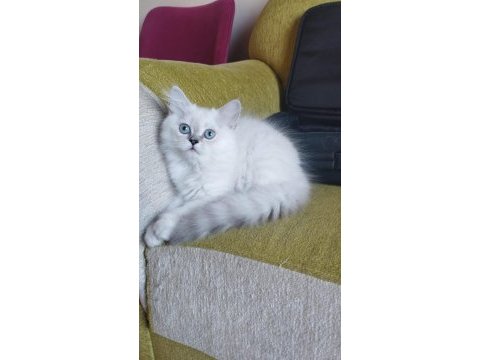 Silver point british longhair bebek yeni yuvasını arıyor