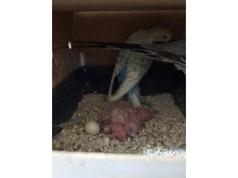 4 yavrulu kuluçka makinesi gibi takım muhabbet kuşu