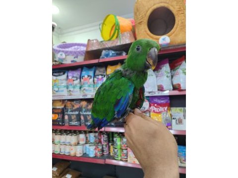 El besleme eclectus bordo-mavi