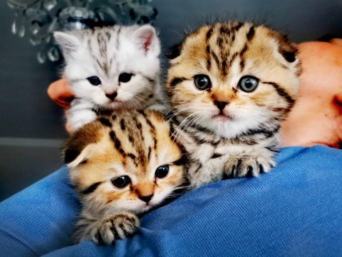 50 günlük tuvalet eğitimleri var scottish fold