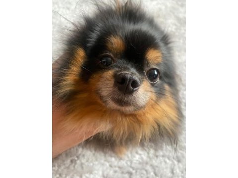 Micro black tan pomeranian