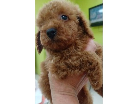 Kaliteli toy poodle yavrular