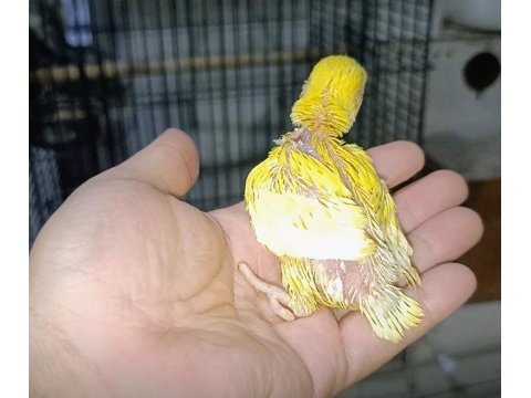 El besleme kırmızı göz mutasyon sevda papağanı