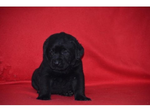 Safkan ırk garantili labrador yavrular