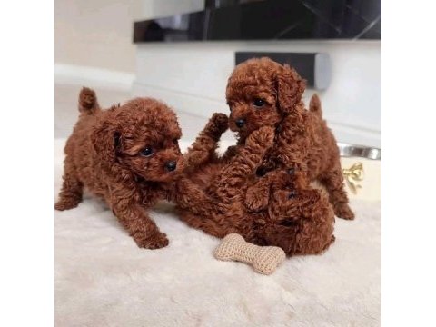 Kore teacup boy toy poodle yavrular türkiyenin iyileri