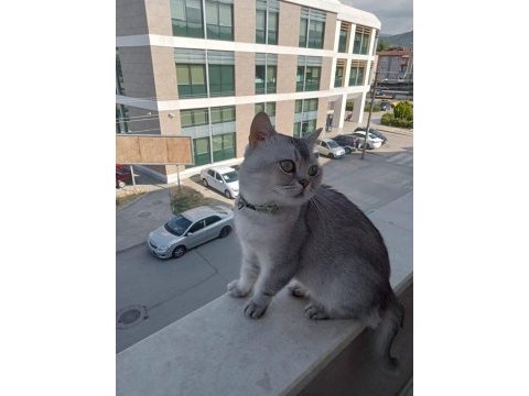 British shorthair uysal ve sakin