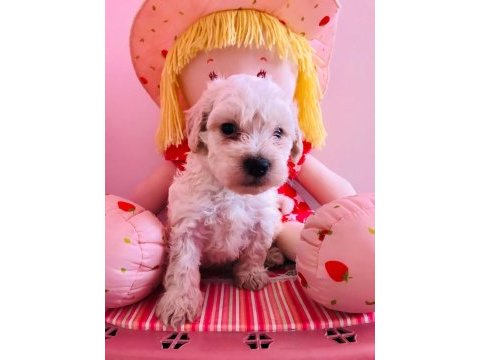 Orijinal maltipoo yavru