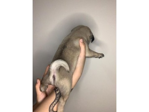 A kalite pug yavrular için mesaj atınız
