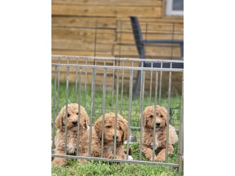 Avrupa kan hattı dev poodle yavruları