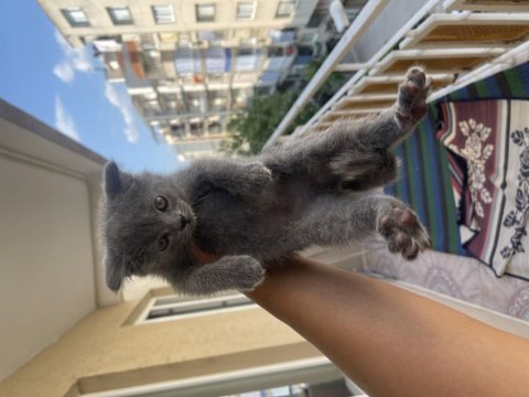 British shorthair 4 adet erkek