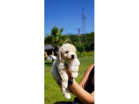 Hipoalerjanik toy poodle bebeklerim