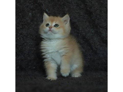 Black golden shell ny12 safkan british shorthair