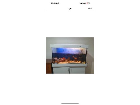 Akvaryum balıkları