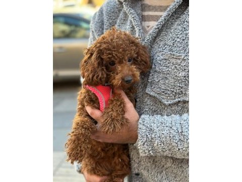 Toy poodle dişi yavrumuz
