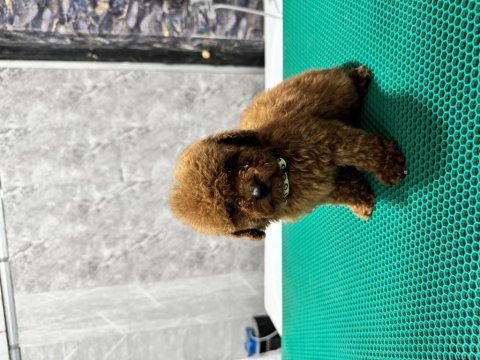 Üst kalite toy poodle yavrularımız teslime hazır