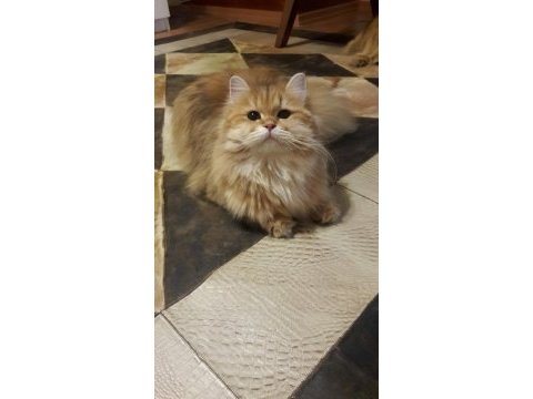 Golden longhair