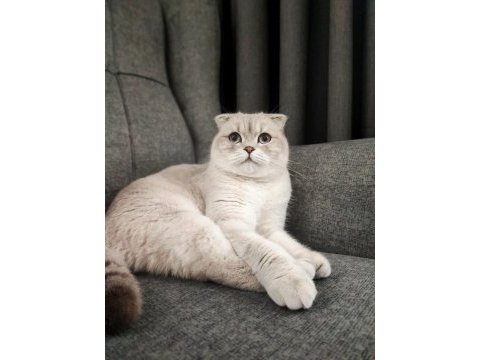 Scottish fold dişi kedimiz