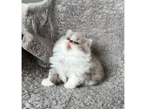 Dişi bicolor lilac long perfect british longhair