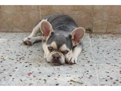 İzmir lilac tan erkek french bulldog