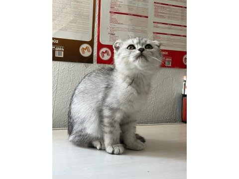 Sağlıklı scottish fold