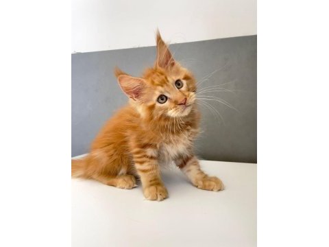 Mainecoon 2,5 aylık erkek red 