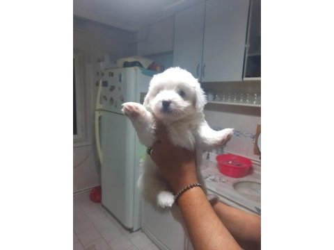 3 adet yavru terrier