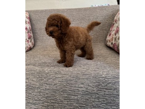 Kore a kalite dişi poodle yavrumuz