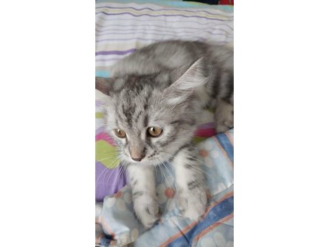 10 aylık maine coon dişi