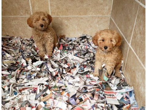 A kalite maltipoo yavrularımız