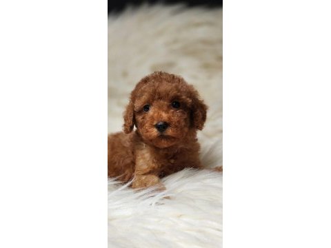 Veteriner teknikerinden toy poodle dişi erkek