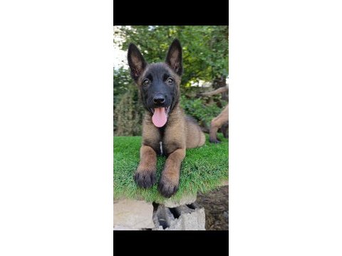 Üst düzey safkan belçika malinois bebekler
