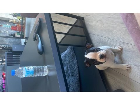 2 aylık yavru safkan french bulldog