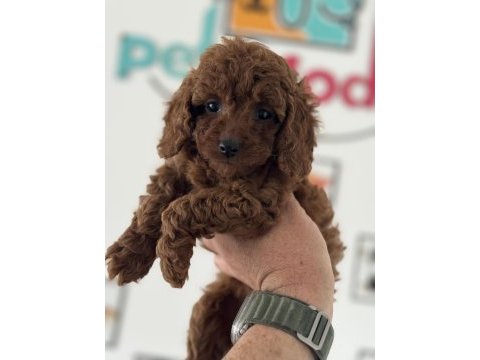 Ankaranın en güzel toy poodle yavruları ziyarete açık