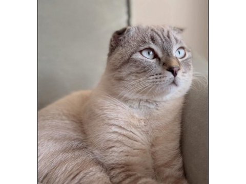 Scottish fold blue point oğluma eş arıyoruz