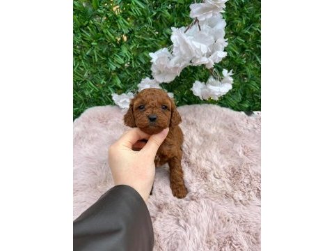 Toy poodle yavru köpeklerimiz