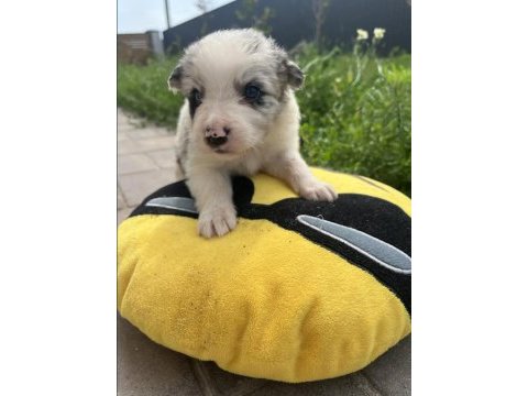 Border collie yavrular
