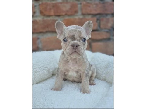 Prens ve prenses french bulldog köpekler