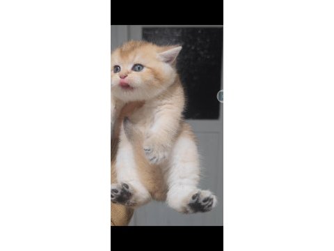 British shorthair kedisi