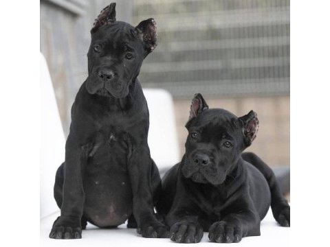 Çiftliğin efsane cane corso yavruları kapıda ödemeli