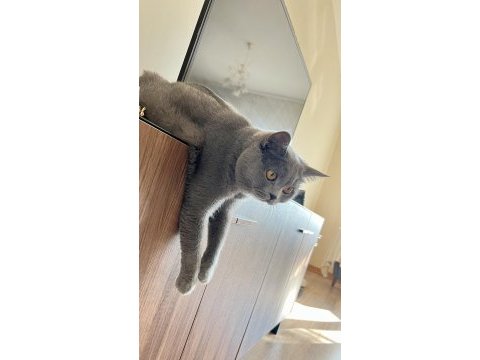 British shorthair oğlumuz leo