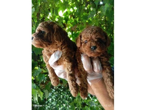 Irk ve sağlık garanti poodle yavrularımız