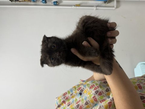 Çikolata scottish fold erkek