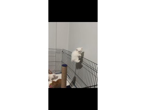 Anne iran chinchilla baba british shorthair