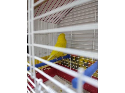 Kafesiyle beraber sarı jumbo bilezikli muhabbet kuşu