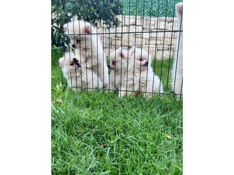 0 numara pomeranian bebekler orginal